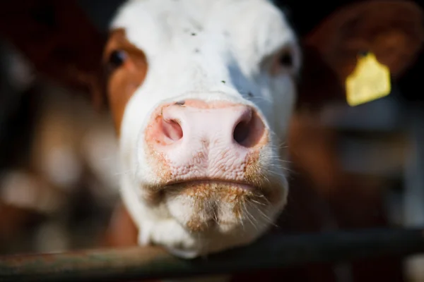 Животное: корова на ферме — стоковое фото