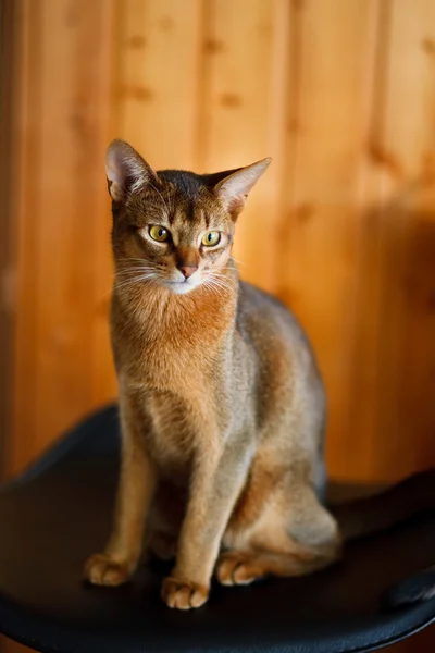Jeune chat abyssinien brun sur l'omble — Photo