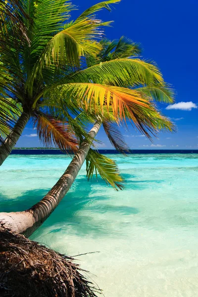 Tropisch paradijs op de Malediven Rechtenvrije Stockfoto's
