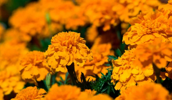 Verry mooie natuurlijke bloemen — Stockfoto