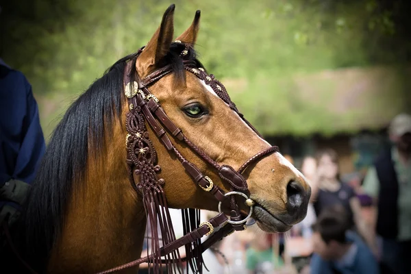 Paard portret — Stockfoto