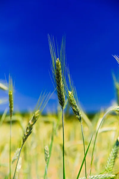 Свежая зеленая кукуруза — стоковое фото