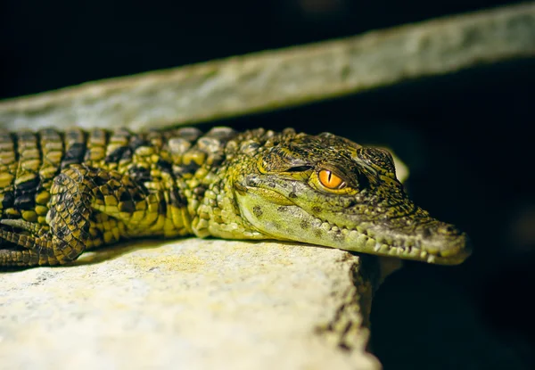 Mladý aligátor — Stock fotografie