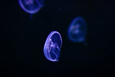 Underwater image of jellyfishes clipart