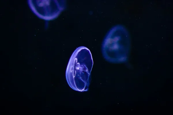 Imagem subaquática de medusas — Fotografia de Stock