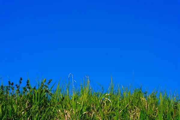 Herbe verte sur ciel bleu — Photo
