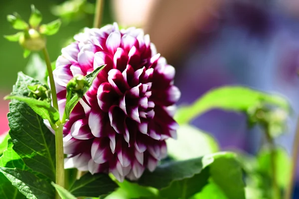 stock image Verry nice natural flowers