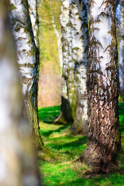 stock image Trees