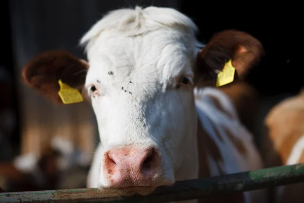 Animais: vacas em terras agrícolas — Fotografia de Stock