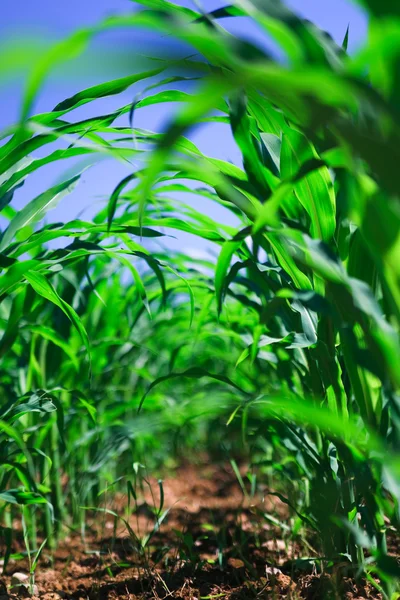 Rangée de maïs sur un champ agricole . — Photo