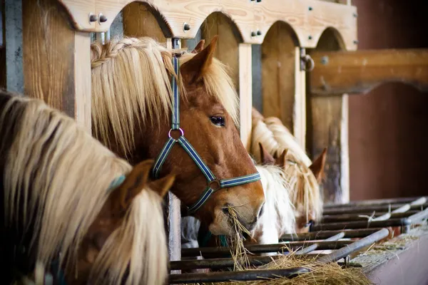 Cavalos Imagens Royalty-Free