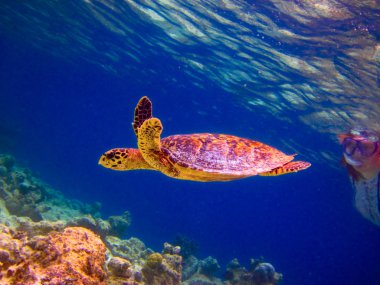 Hawksbill Turtle swiming like flying clipart