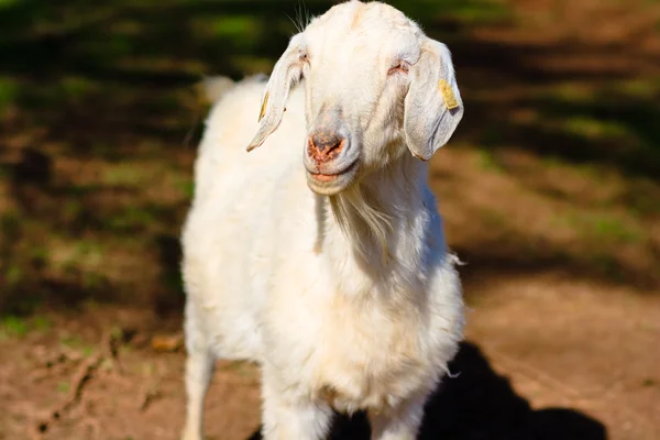 Белая овца — стоковое фото