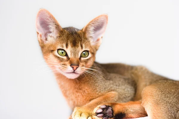 Young Abyssinian cat in action — Stock Photo, Image