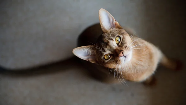Giovane gatto abissino marrone sul carboncino — Foto Stock