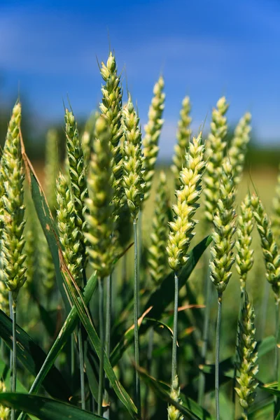 Свіжий зелений кукурудзи — стокове фото