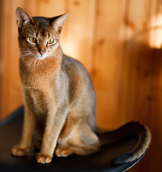年轻只对 char 的棕色的阿比西尼亚猫 — 图库照片