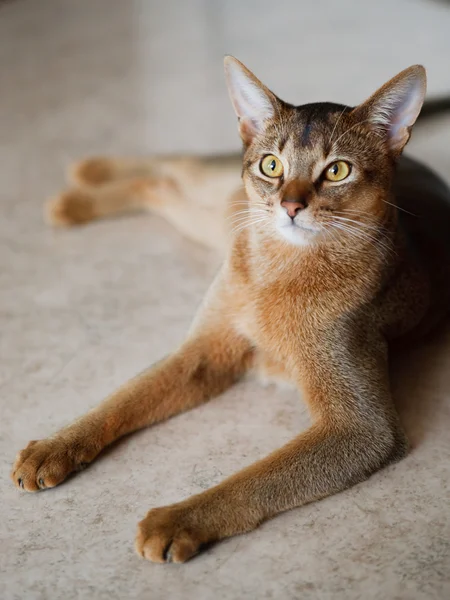Mladí hnědá habešský kočka na char — Stock fotografie
