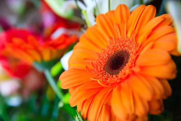 Turuncu gerbera