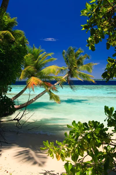 Тропічний рай в Мальдіви — стокове фото