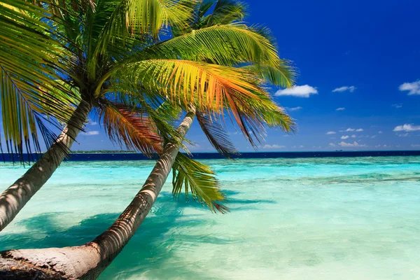 Paraíso tropical en Maldivas — Foto de Stock