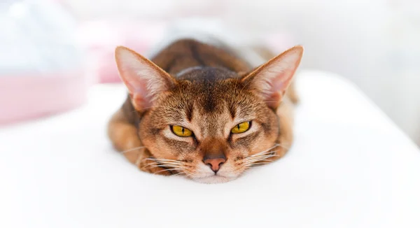 Junge abyssinische Katze — Stockfoto
