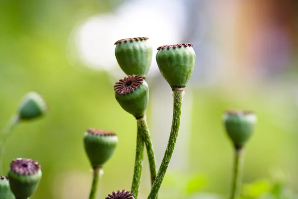 Detail van papaver bloem — Stockfoto