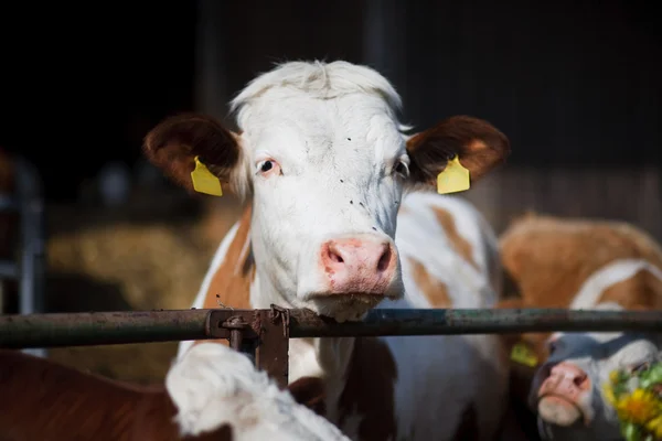 Állat: tehén, a termőföld — Stock Fotó