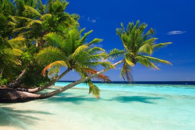 Tropical Paradise at Maldives clipart