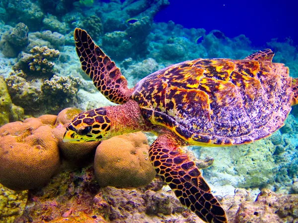 Karetschildpad zwemmen als vliegen Stockafbeelding