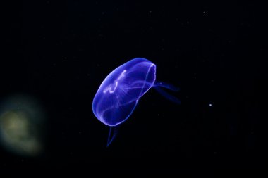 Sualtı jellyfishes görüntüsünü