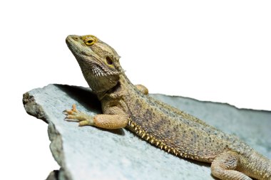 Bearded dragon on white background clipart