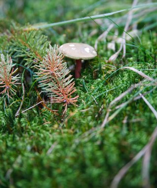 Porcini Doğal ortamında