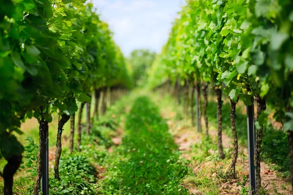Linhas de vinha na Alemanha — Fotografia de Stock