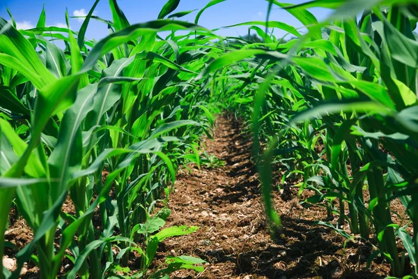 Rij van maïs op een landbouwgebied. — Stockfoto