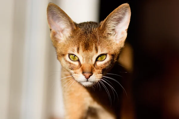 Junge abyssinische Katze in Aktion — Stockfoto