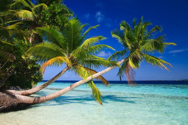 Tropik cennet Maldivler — Stok fotoğraf