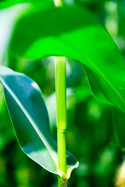 Zelené kukuřice — Stock fotografie