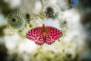 Butterfly poised on flower clipart