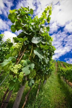 Vineyard satırları Almanya