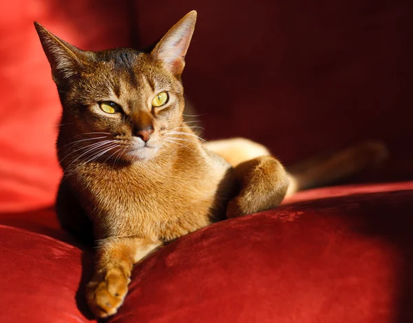Habešský kočka — Stock fotografie