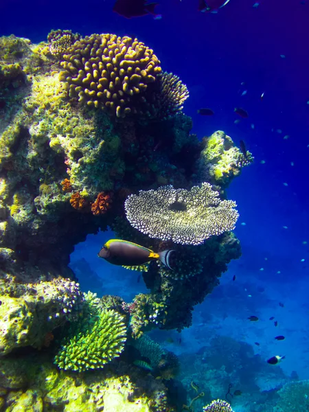 Under water world at Maldives — Stock Photo, Image