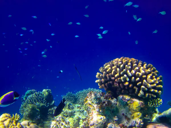 Mundo submarino en Maldivas — Foto de Stock