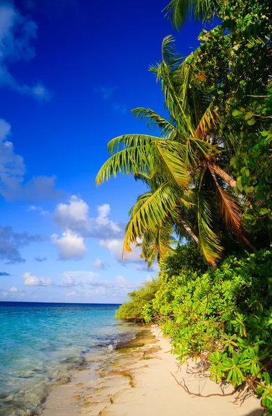Tropisches Paradies auf den Malediven — Stockfoto