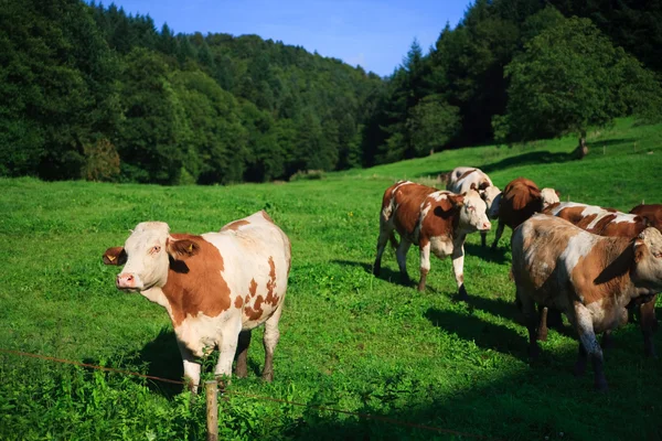 Vacas em um campo verde em um dia ensolarado com céu azul — Fotografia de Stock