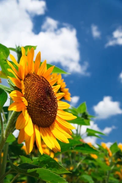 Čerstvý slunečnice na modré obloze jako pozadí — Stock fotografie