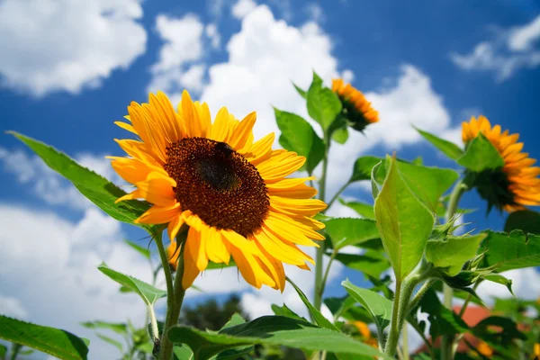 Verse zonnebloem op blauwe hemel als achtergrond — Stockfoto