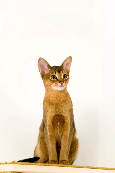 Jovem gato abissínio em ação — Fotografia de Stock