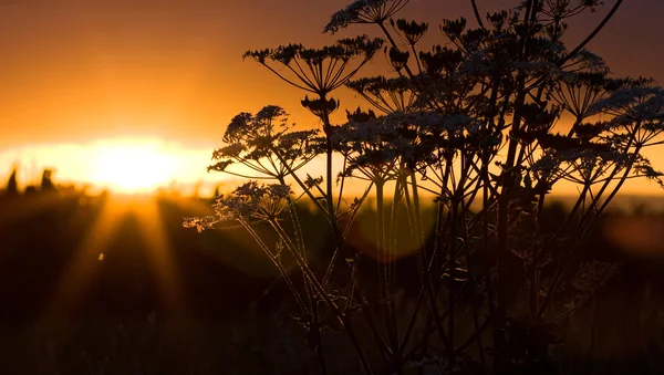 Solnedgång på sädesfält med fina färger — Stockfoto