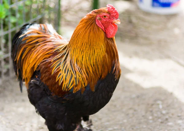 stock image Verry nice young hen